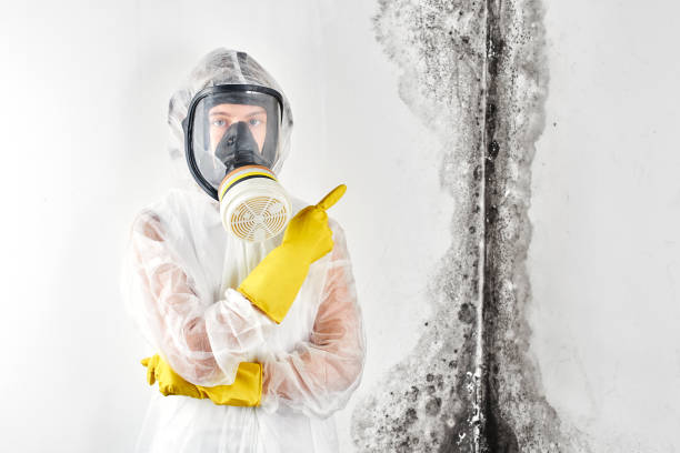 Best Water Damage & Mold Remediation in Richland, WA